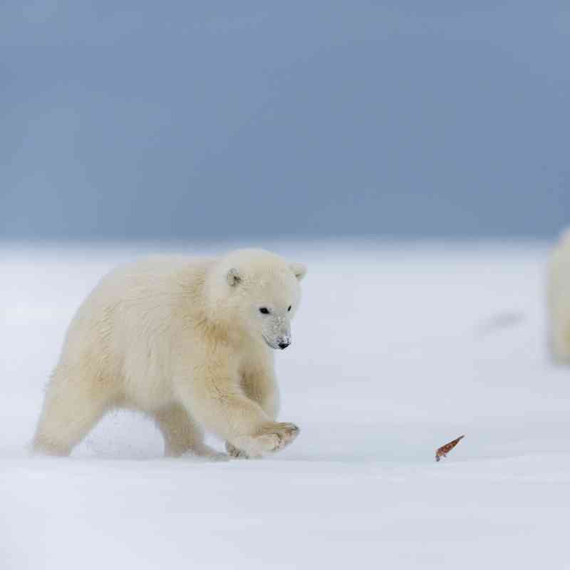 Polar bear cubs chasing a leaf 