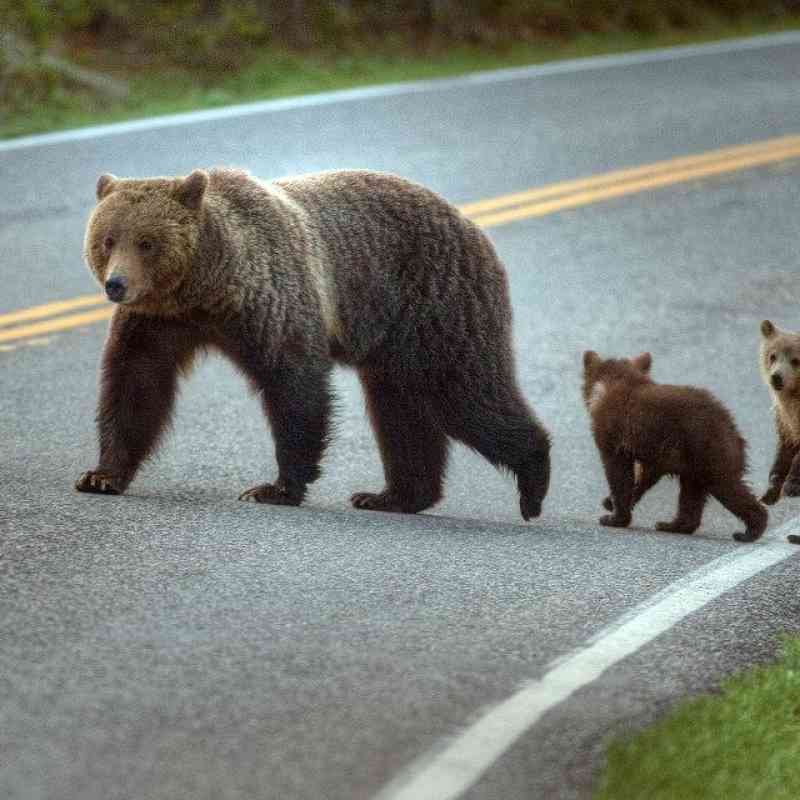 Grizzly and cubs crossing road in Yellowstone NP 