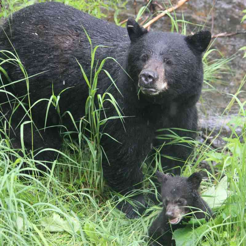 Black bear momma and cubs in the Tongass
