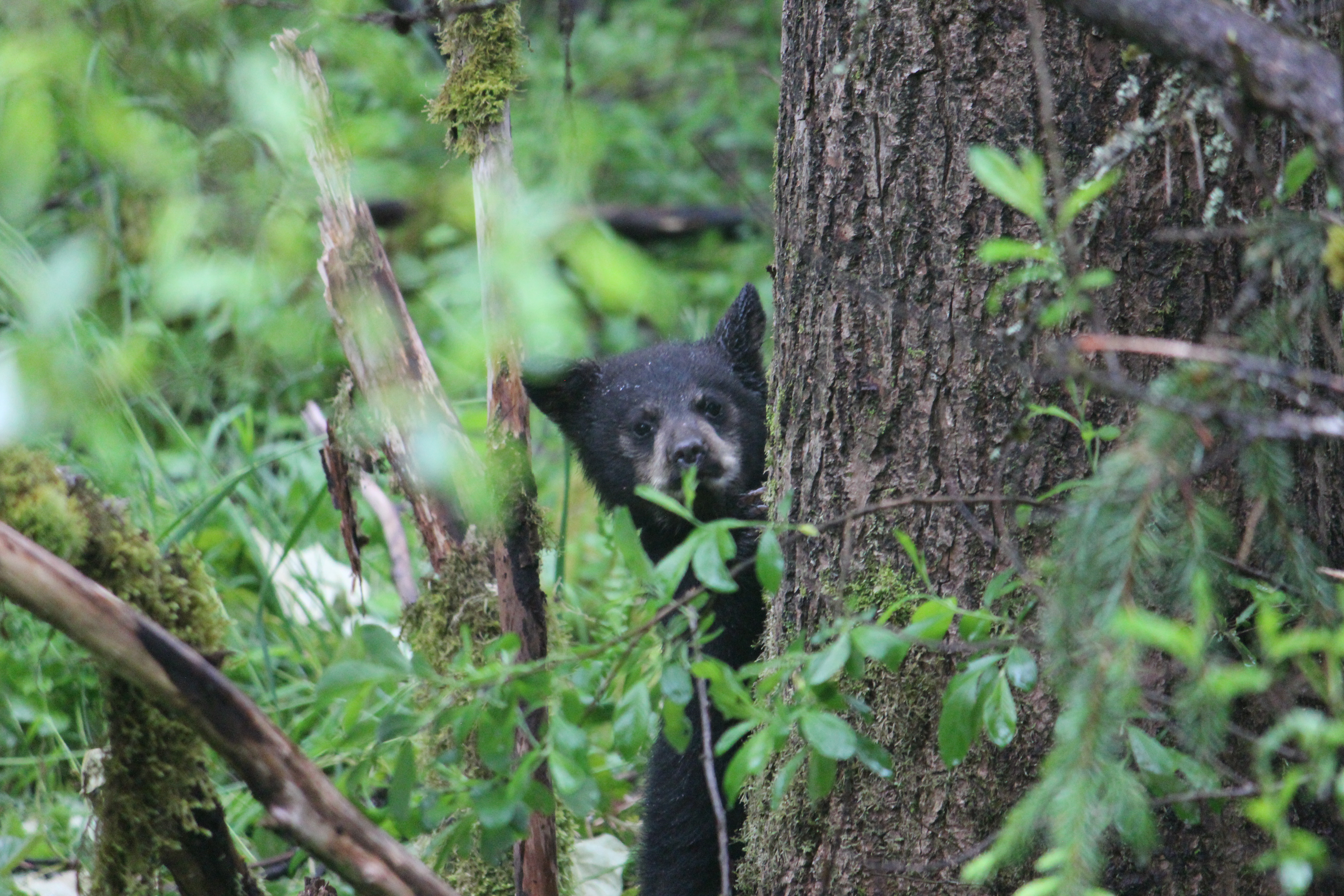 Baby black bear Tongass