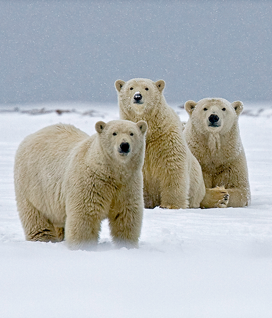 Polar Bear