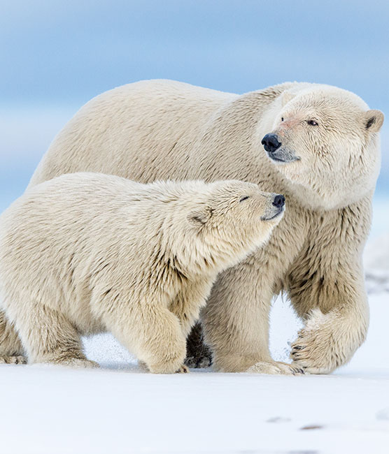 Polar Bears