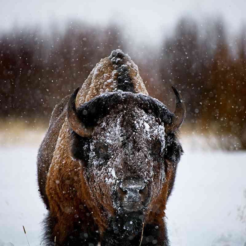 Bison Yellowstone National Park snow storm 