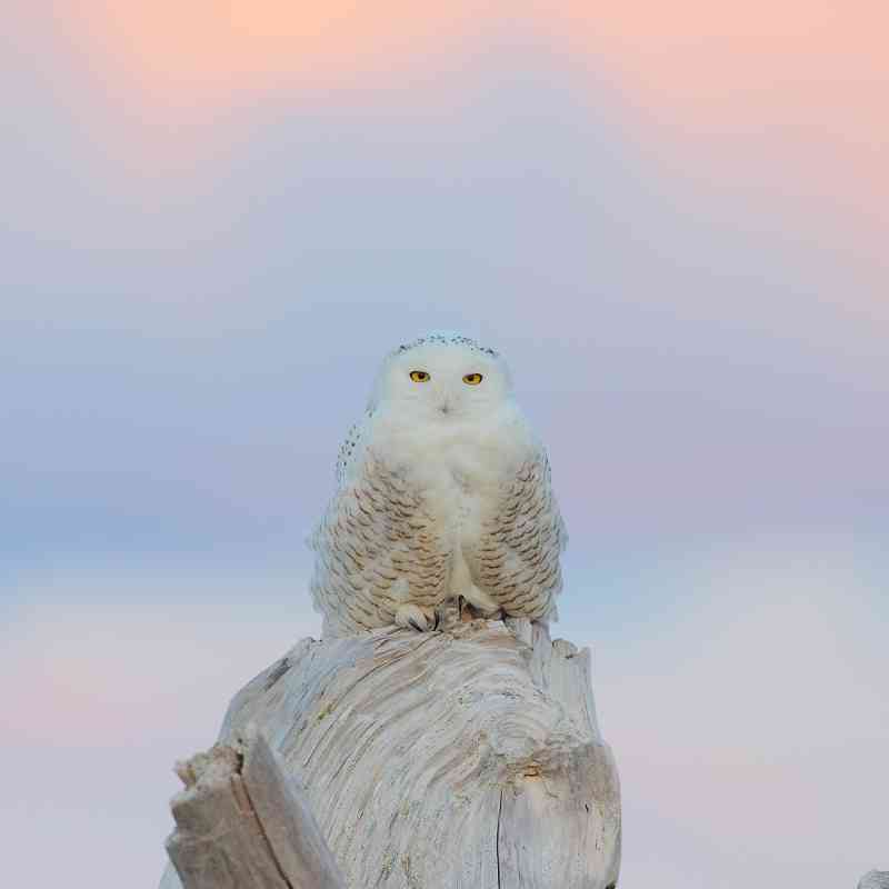 Snowy owl - Damon Point State Park, Washington