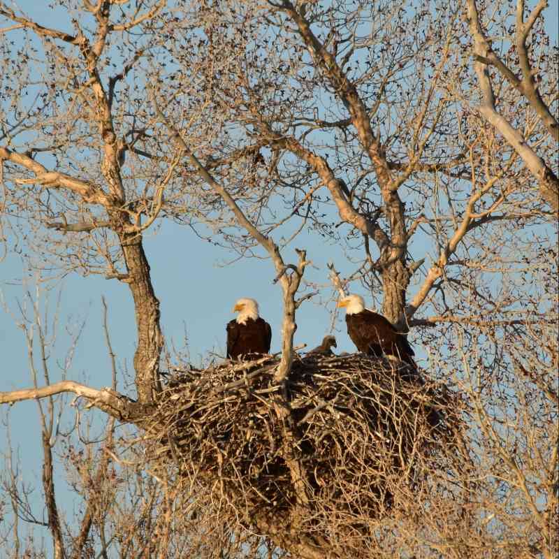 Bald eagle nest on Seedskadee National Wildlife Refuge