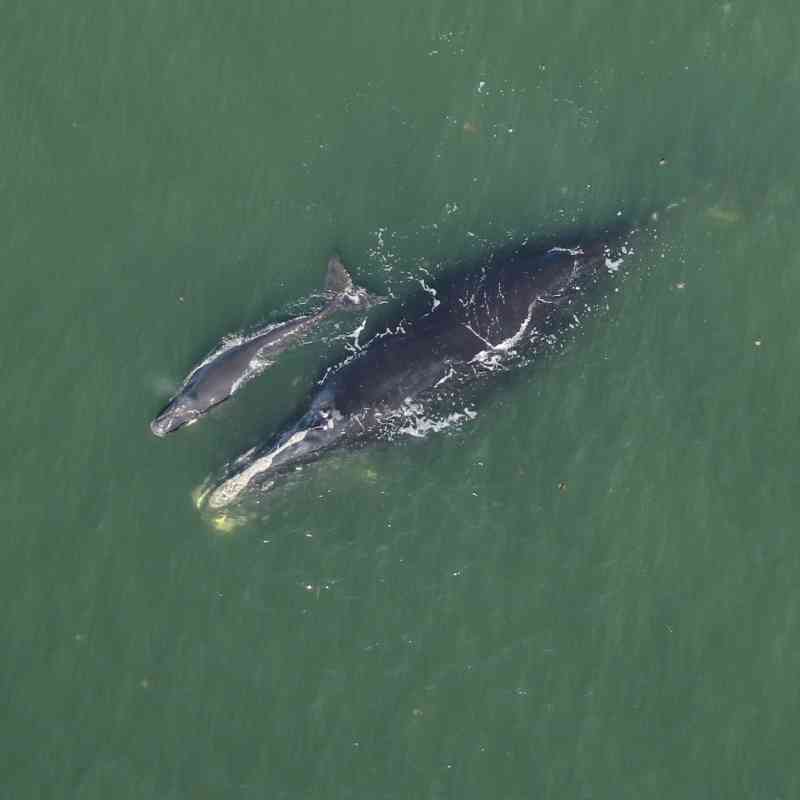 Right Whale Catalog #3101- Harmonia with her Newborn Calf approx. 7 nautical miles off Cumberland Island, GA 