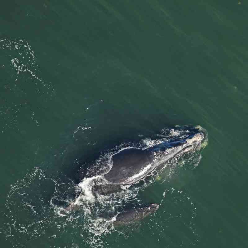 Right Whale #2360 “Derecha” with Injured Calf January 8, 2020