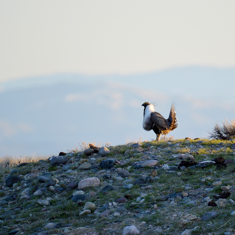 Sage grouse