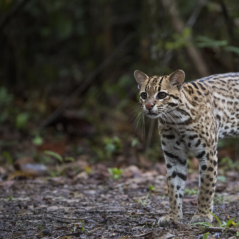 what would happen if ocelots went extinct