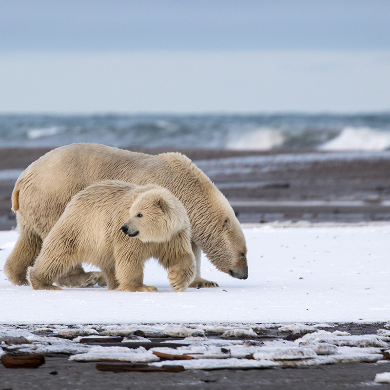 Polar bears