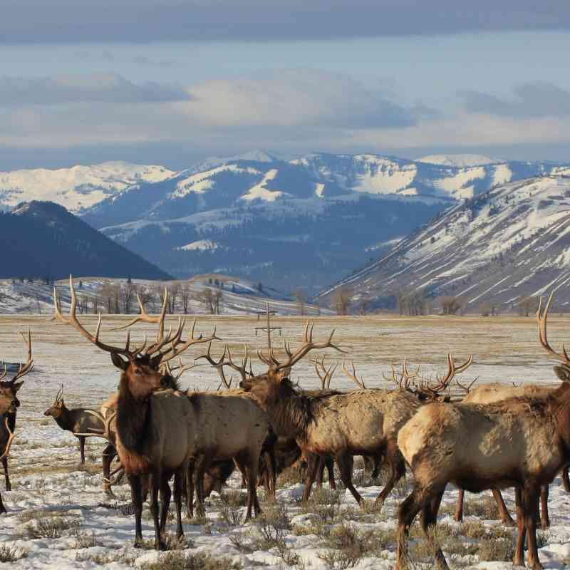 National-elk-refuge-USFWS