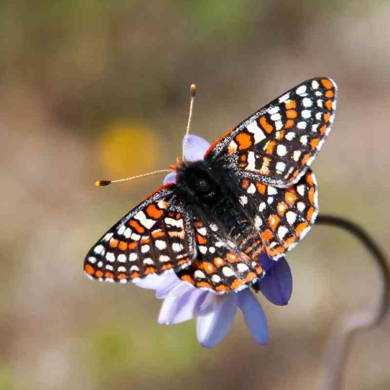 Quino checkerspot butterfly 