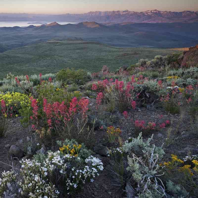 Bodie Hills, California wildflowers sage