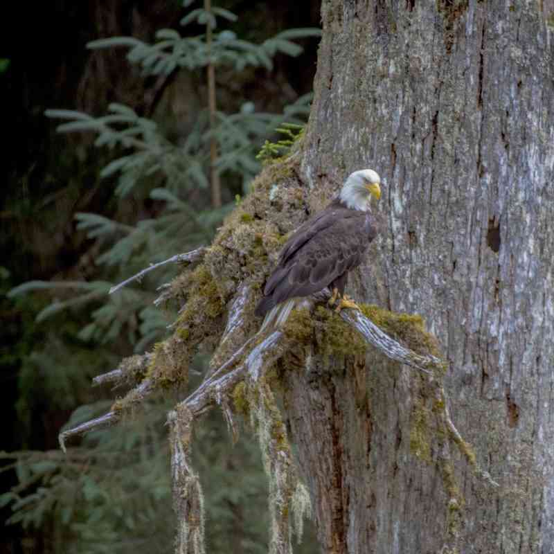 A bald eagle perched in a tree above Fish Creek in Hyder, Alaska