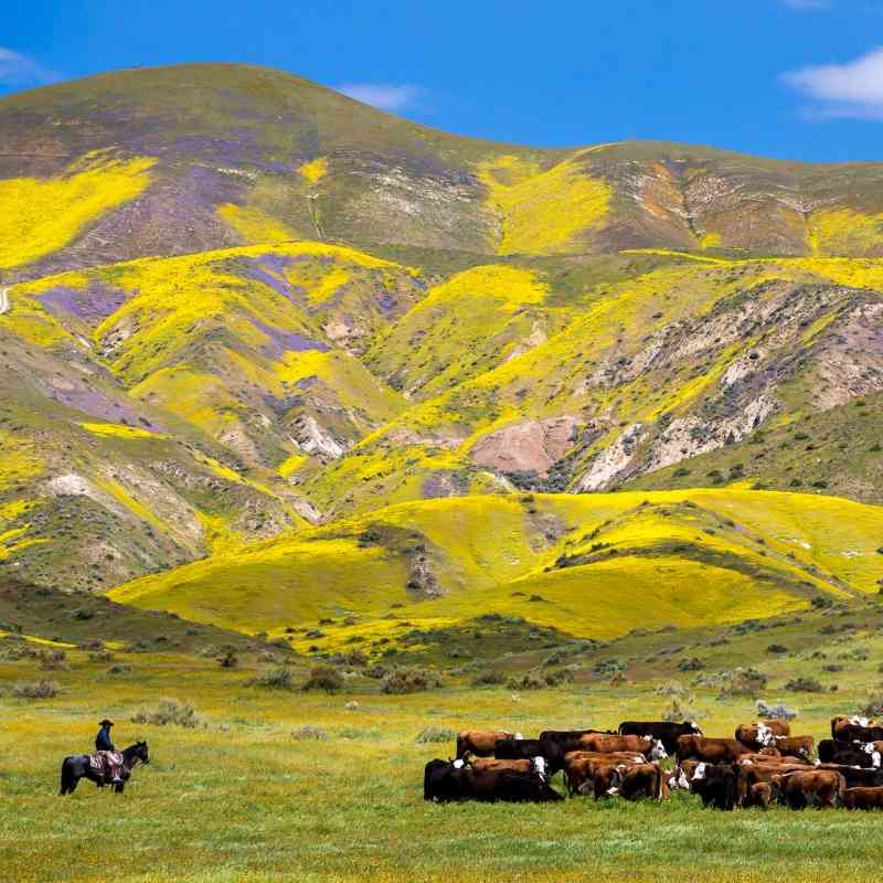 Carrizo Plain National Monument with cattle