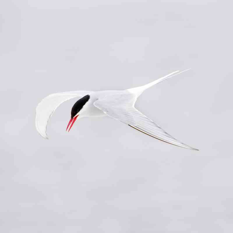 Arctic tern on white