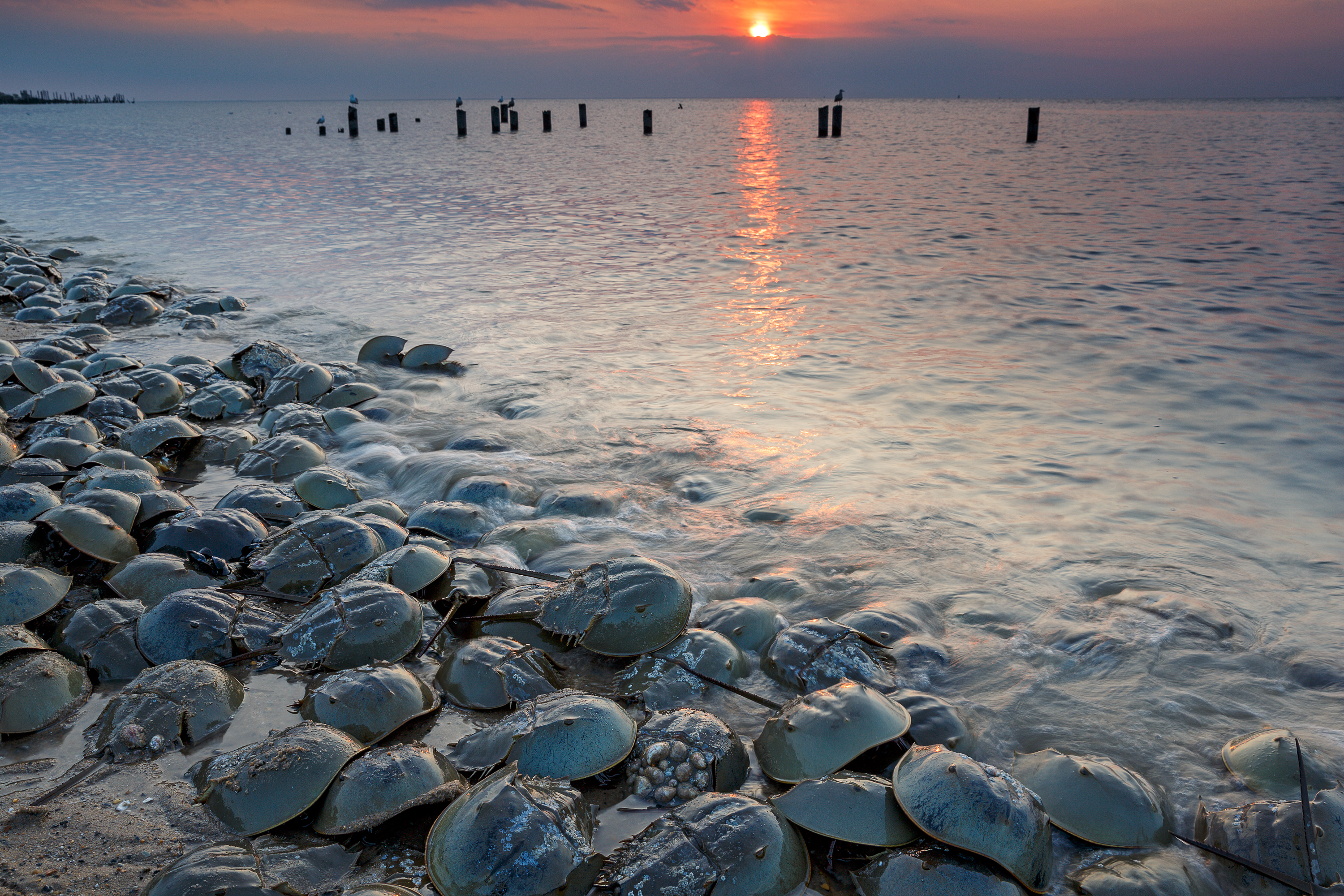 Horseshoe Crabs on a beach