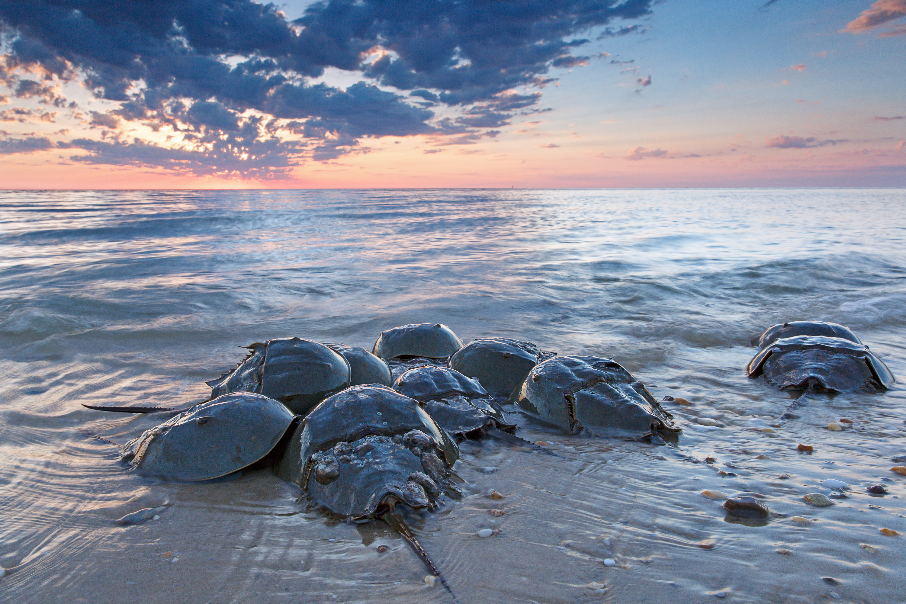 Horseshoe Crabs