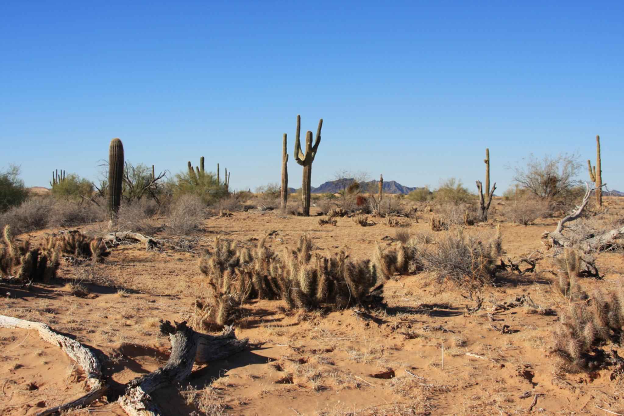 cabeza_prieta_national_wildlife_refuge