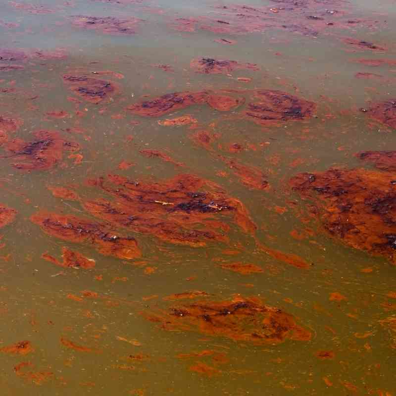 Oil in the water after BP oil spill June 2010