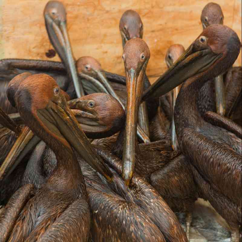 Oiled pelicans ready for cleaning after BP oil spill June 2010
