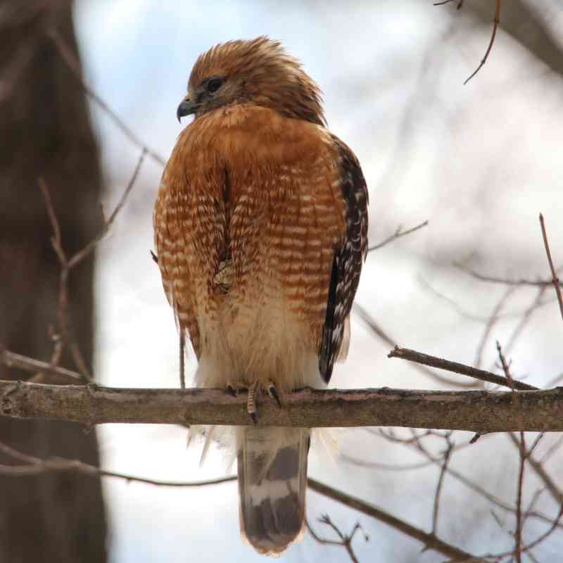 Red-shouldered hawk perched