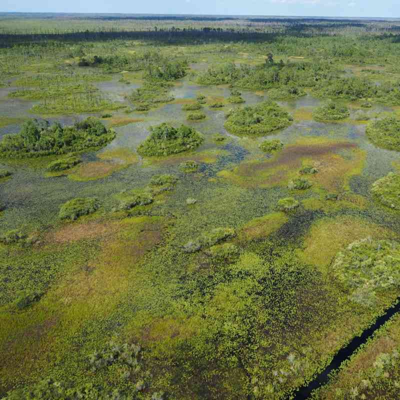 Wetland of Okefenokee NWR