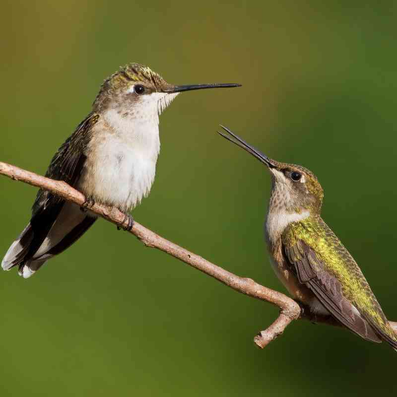 Pair of ruby throated hummingbirds on a branch