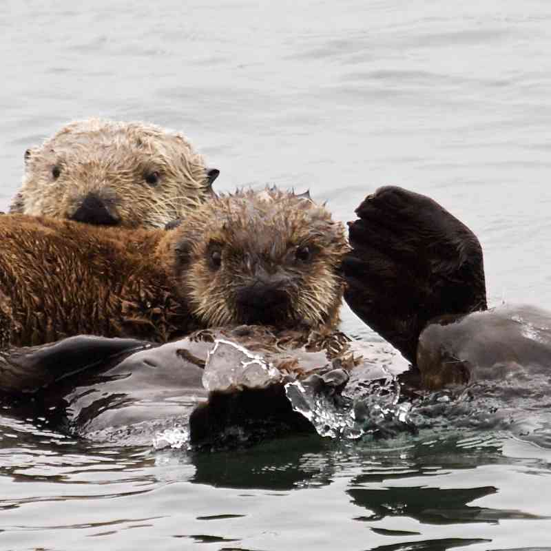 Sea otter family in Morro Bay California