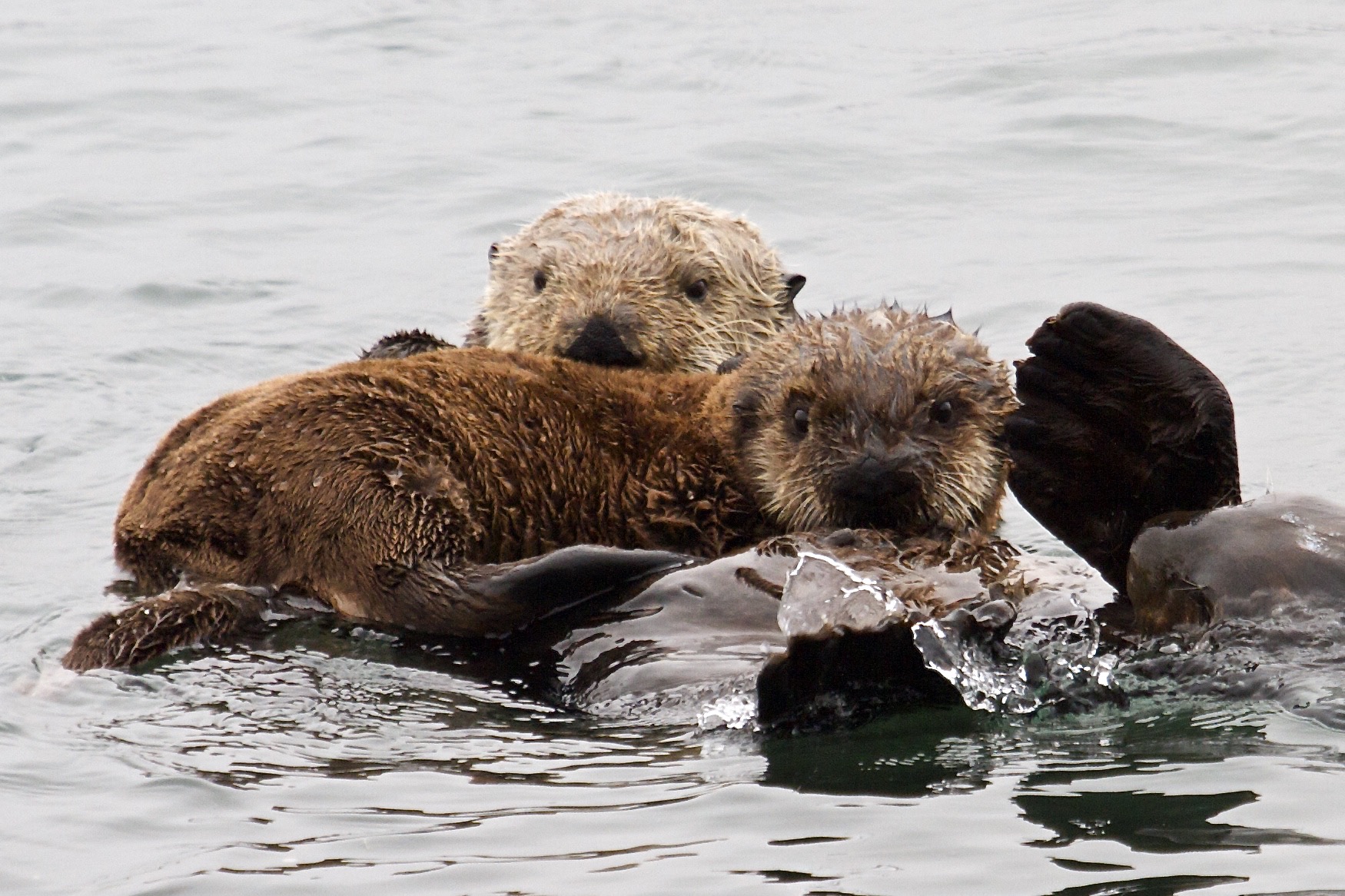 Sea otter family in Morro Bay California