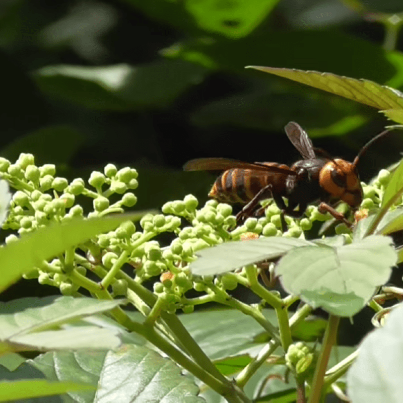Asian-giant-hornet