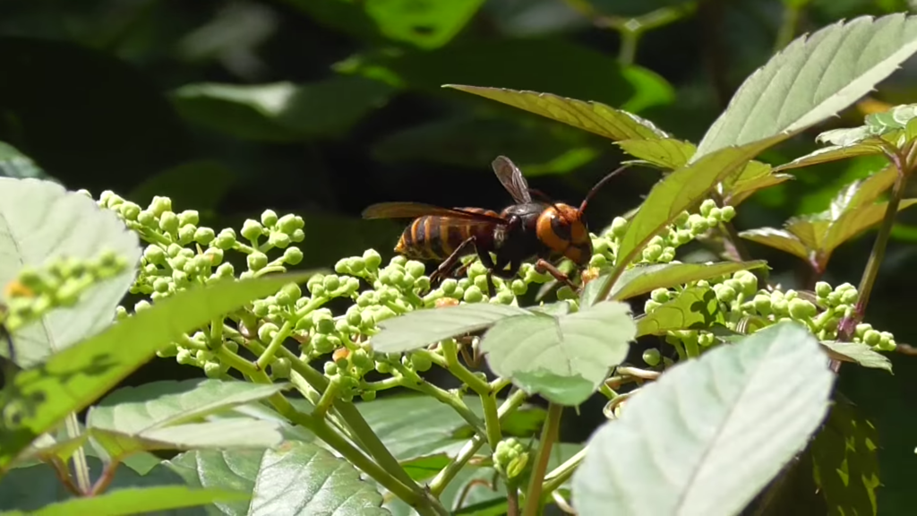 Asian-giant-hornet