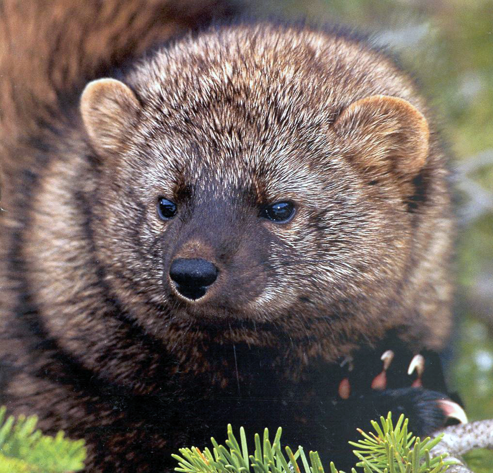 Pacific Fisher (pekania pennanti)