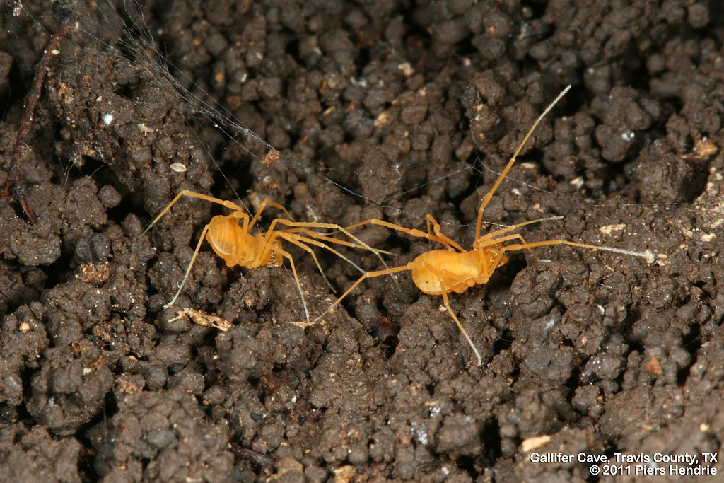 Bone Cave Harvestman