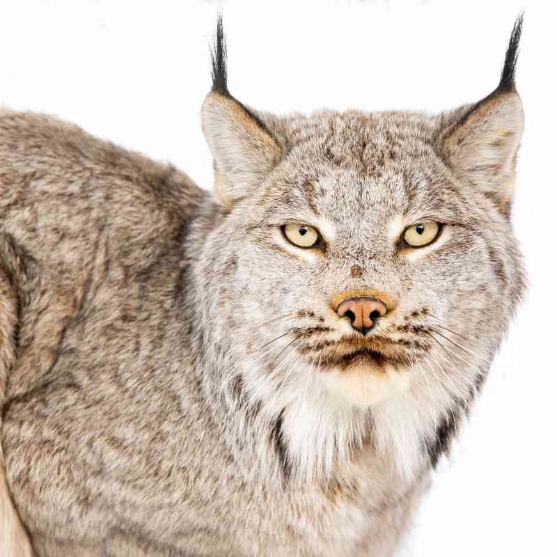 Canada Lynx | Defenders of Wildlife