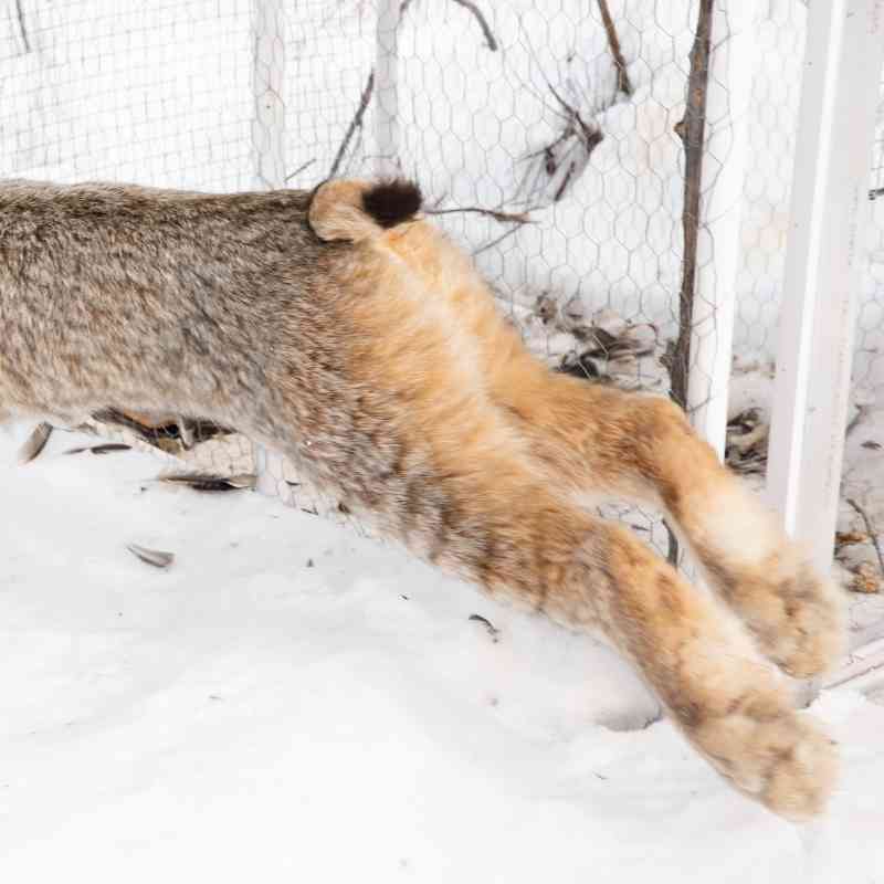 Released Canada lynx stretches into a bound
