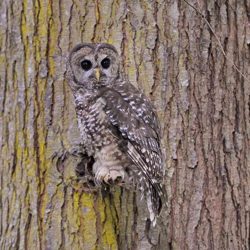 Northern Spotted Owl Perched on a Tree - Green Diamond Forest - Korbel - California