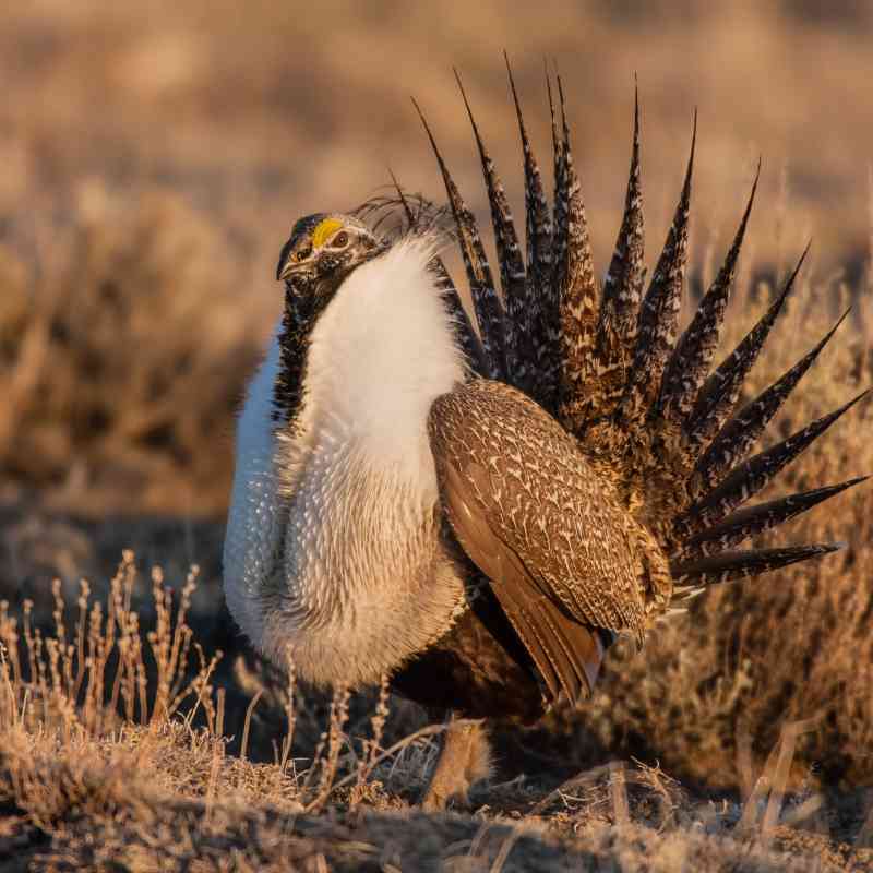 Greater Sage Grouse - Wyoming