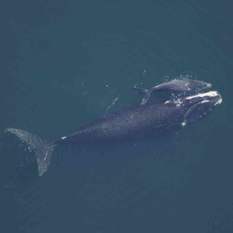 North atlantic right whale and calf