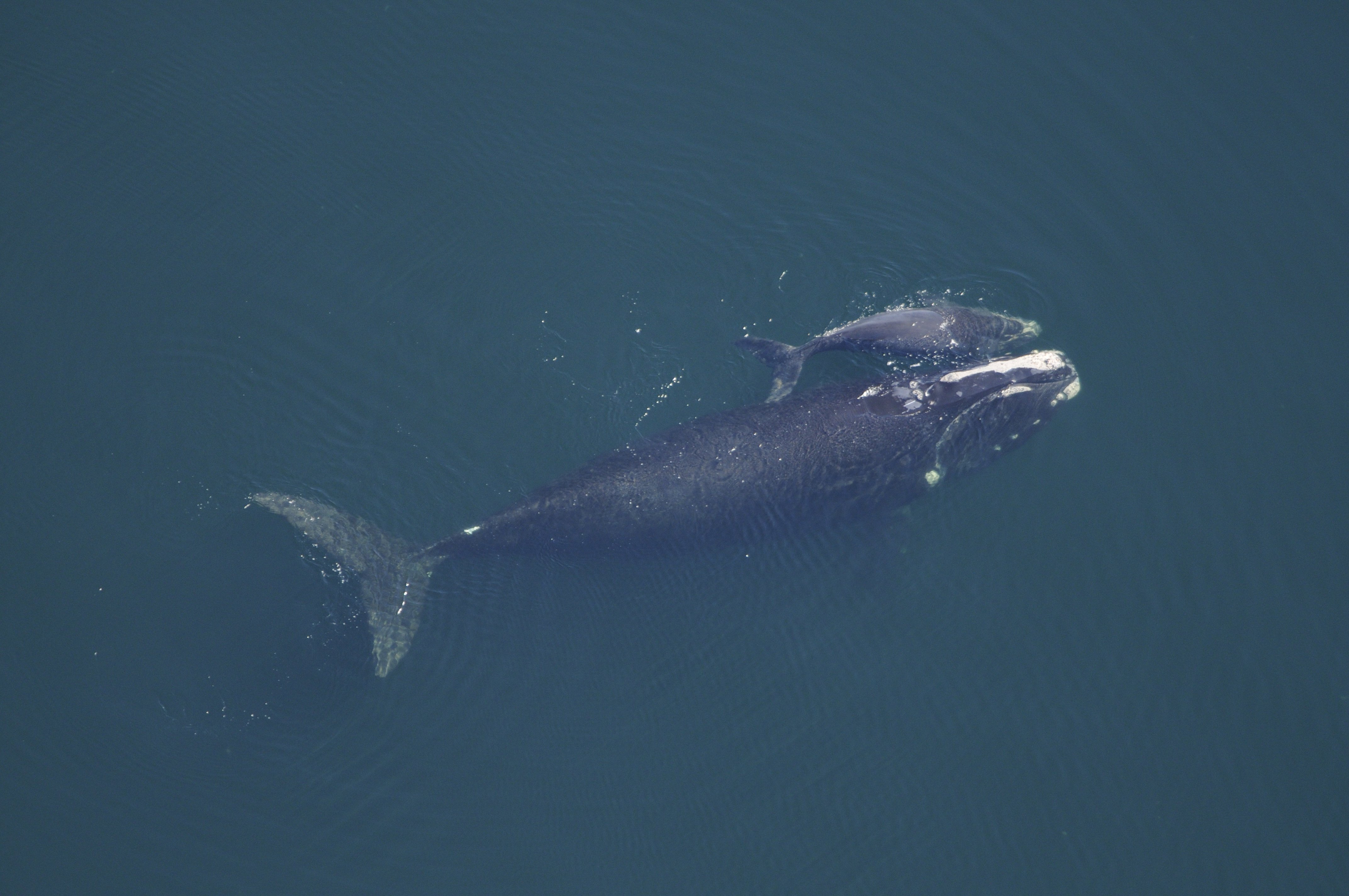 North atlantic right whale and calf