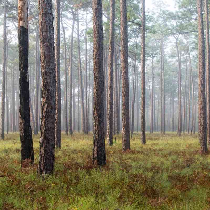 Misty Forest - Green Swamp Preserve - North Carolina