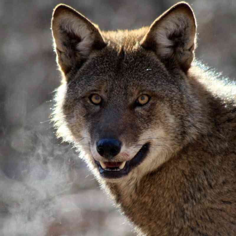 Red wolf staring directly into camera