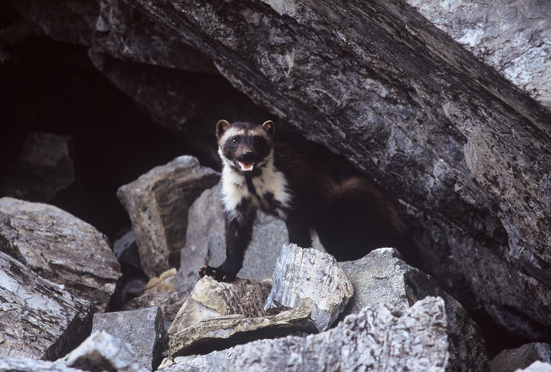 Growling wolverine