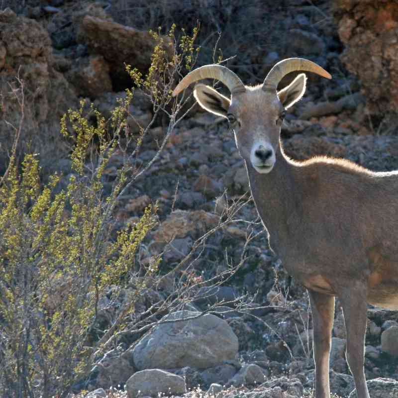This desert bighorn sheep was found east of Las Vegas near Lake Mead in Nevada.