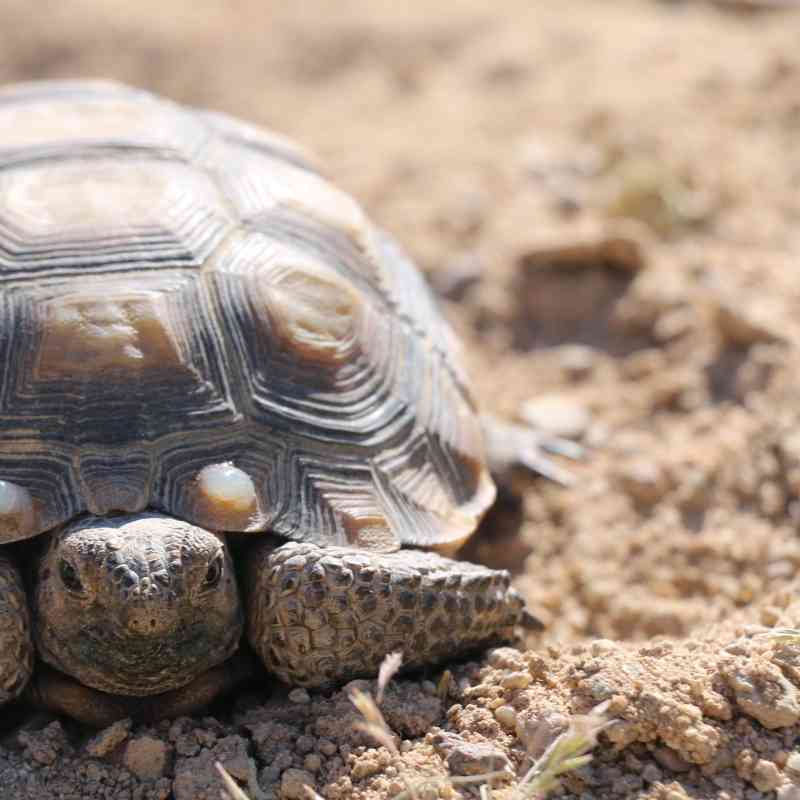 A young desert tortoise that was translocated from an expansion area at 29 Palms Marine Corps Air Ground Combat Center in Spring of 2017.