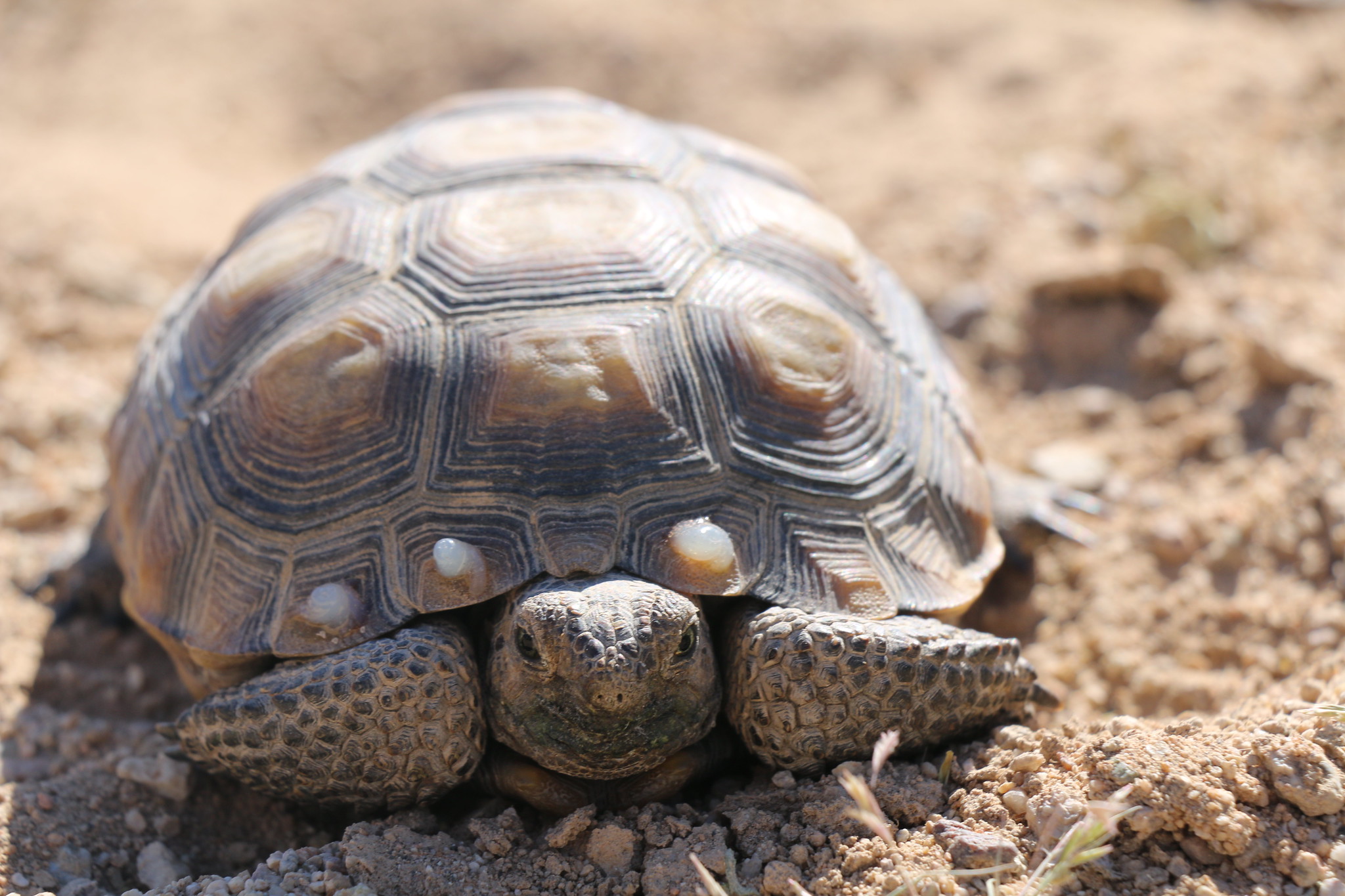 A young desert tortoise that was translocated from an expansion area at 29 Palms Marine Corps Air Ground Combat Center in Spring of 2017.