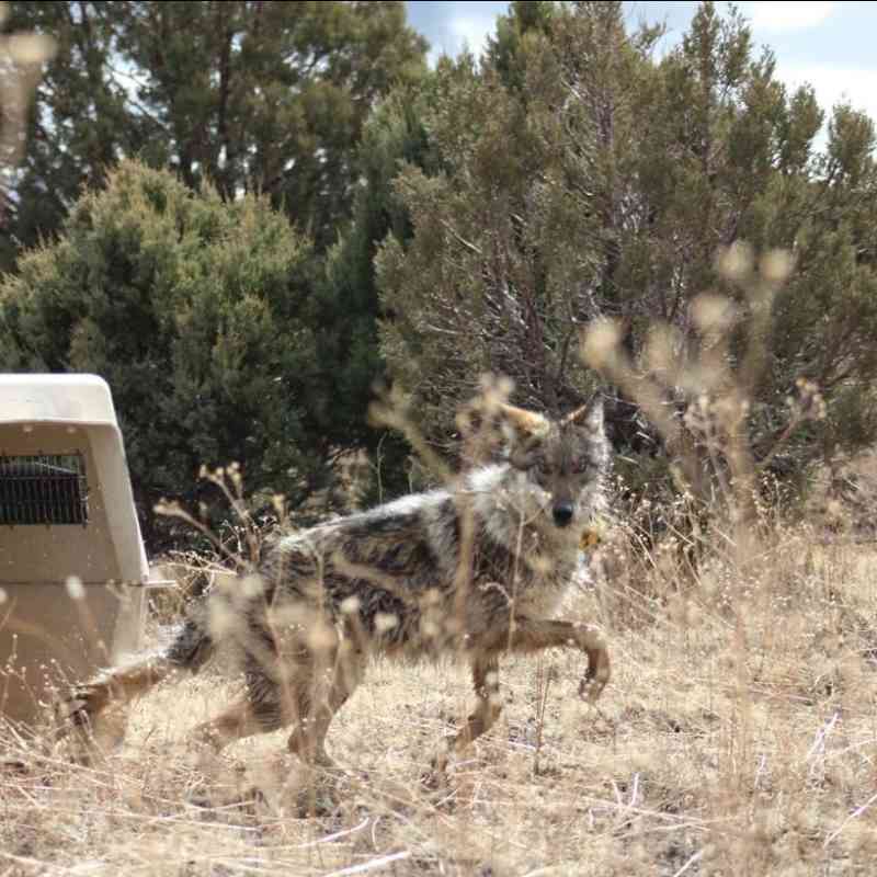 Mexican gray wolf release from crate