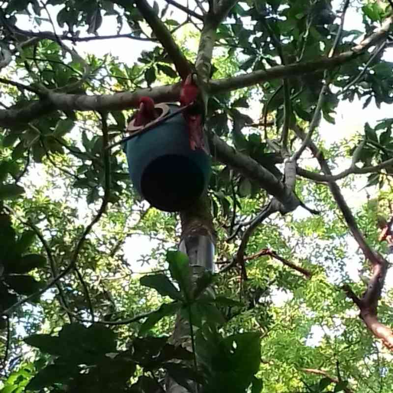 scarlet macaw barrel nest