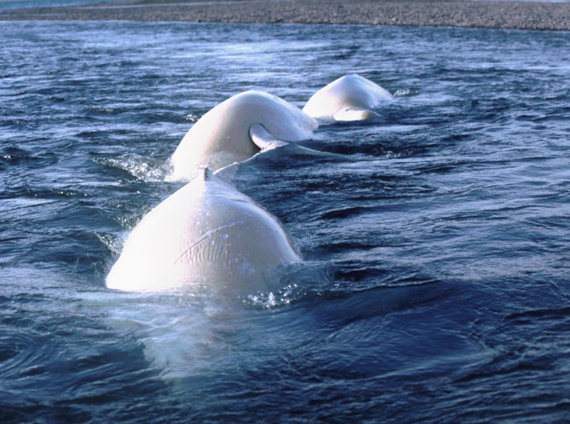 Belugas