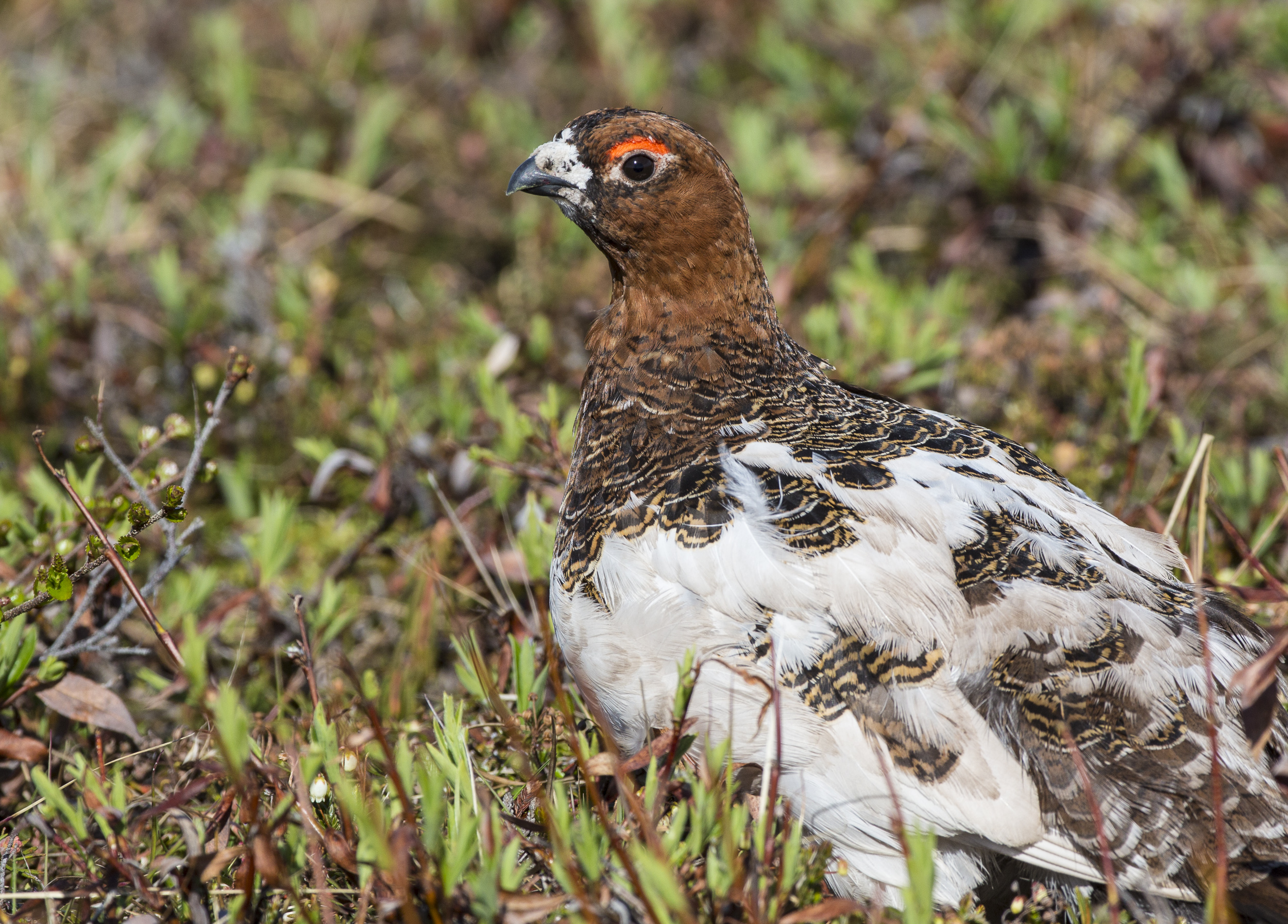 Ptarmigan changing colors in NPR-A 